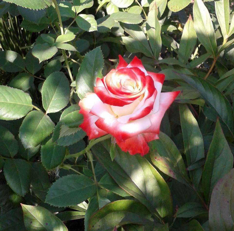 Роза императрица фарах: история, как выглядит роза фарах