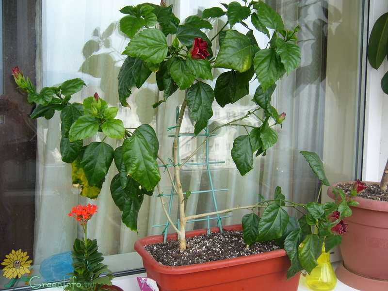 Гибискус комнатный(китайская роза) фото, цветок смерти почему, уход в домашних условиях