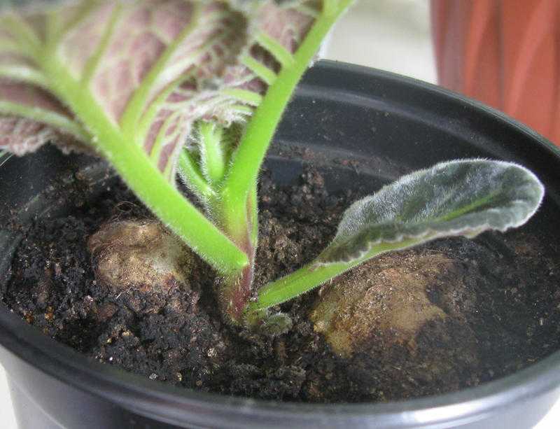 Глоксиния: как посадить клубень, деление клубня глоксинии