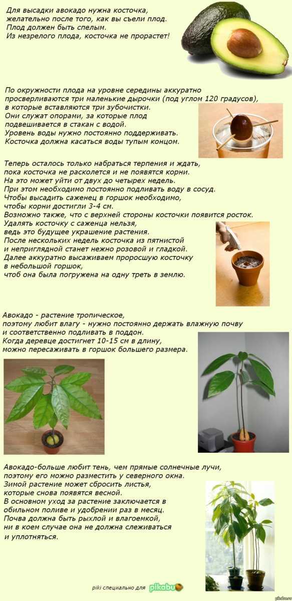 Как вырастить авокадо в домашних условиях 🥑 (9 рекомендаций) 🥑 как вырастить косточку авокадо в домашних условиях
