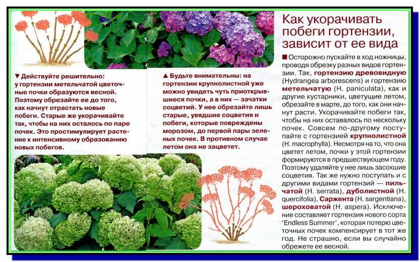 Самарская лидия: сорт гортензии метельчатой, посадка, уход, выращивание