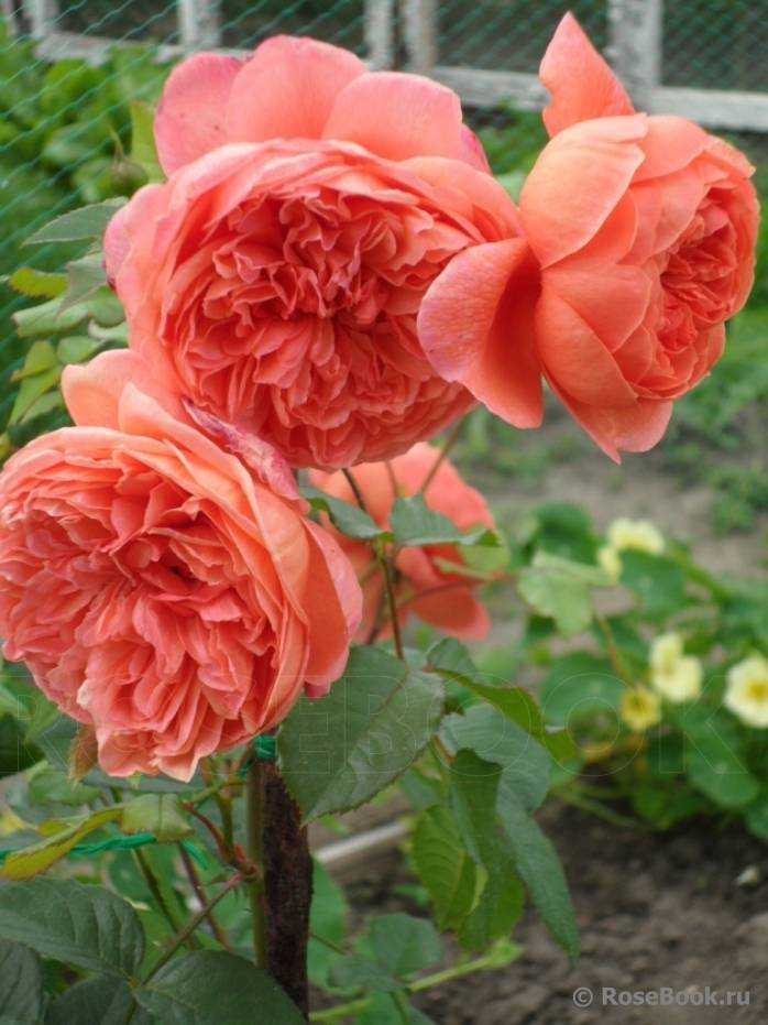 Описание английской душистой розы саммер сонг: посадка и уход за кустарником