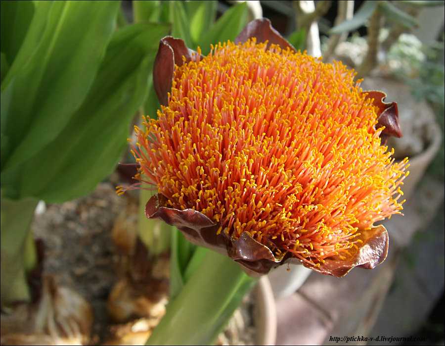 Гемантус: уход в домашних условиях, что делать, если не цветет, виды (в том числе белоцветковый) и их особенности