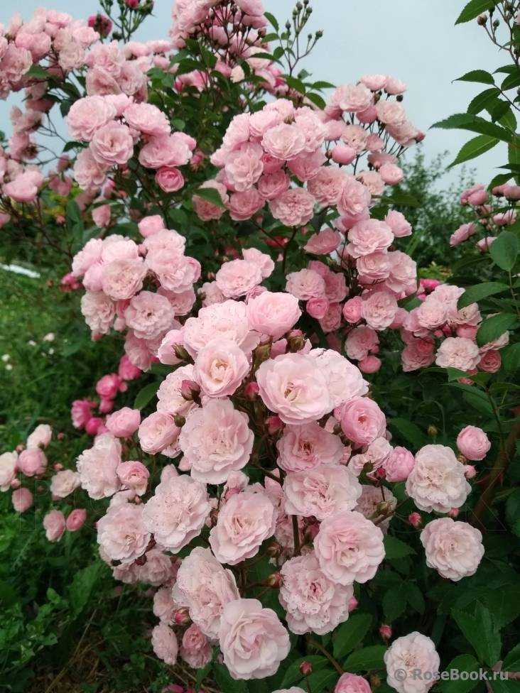 Сорт мускусной розы хэвенли пинк: достоинства непрерывно цветущего цветка