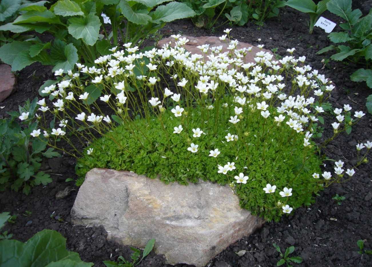 Камнеломка: посадка и уход, выращивание цветка