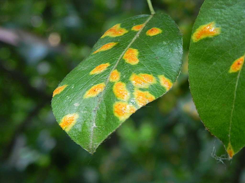 Болезни груши оранжевые (желтые, ржавые, рыжие) пятна на листьях: наросты, что делать и как лечить ржавчину
