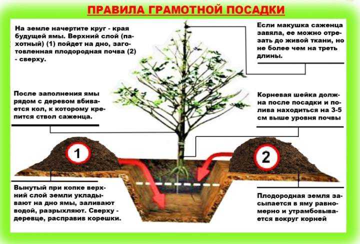На каком расстоянии сажать колоновидные яблони - дневник садовода semena-zdes.ru