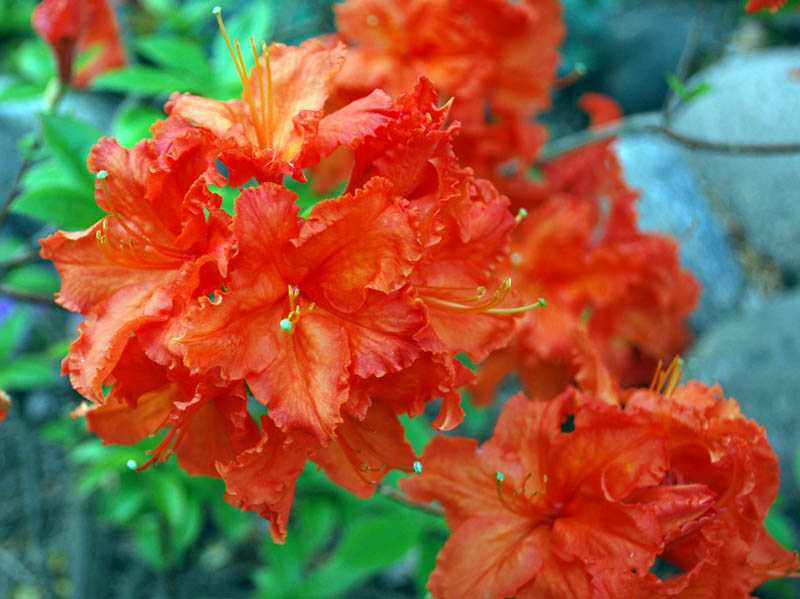 Рододендрон: фото и описание цветка, сорта