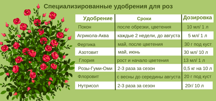 Подкормка лилейников весной и летом: когда и чем удобрять для роста и цветения