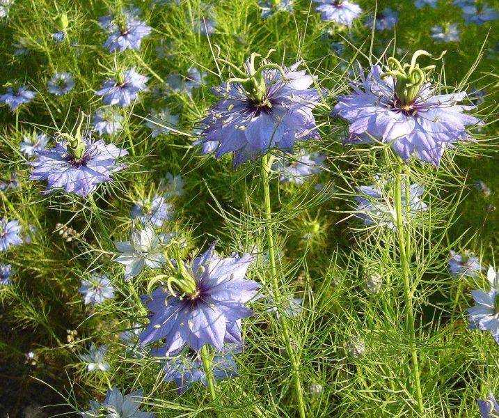 Нигелла дамасская (альбина): описание, выращивание из семян, посадка и уход