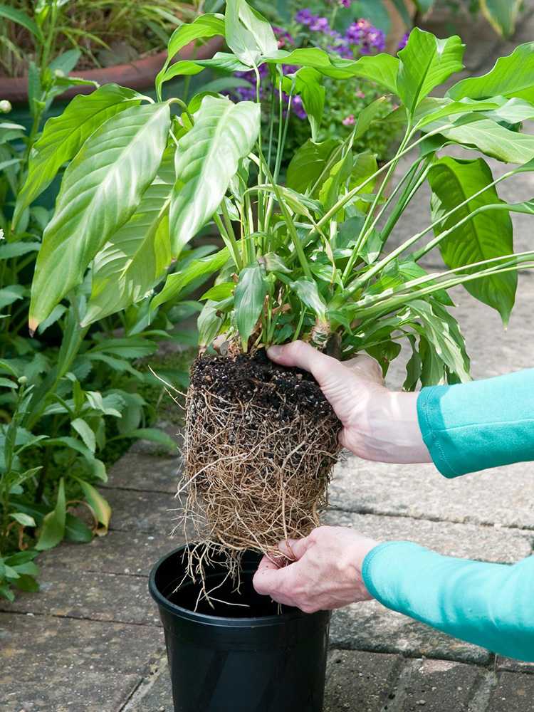 5 главных правил пересадки комнатных растений весной