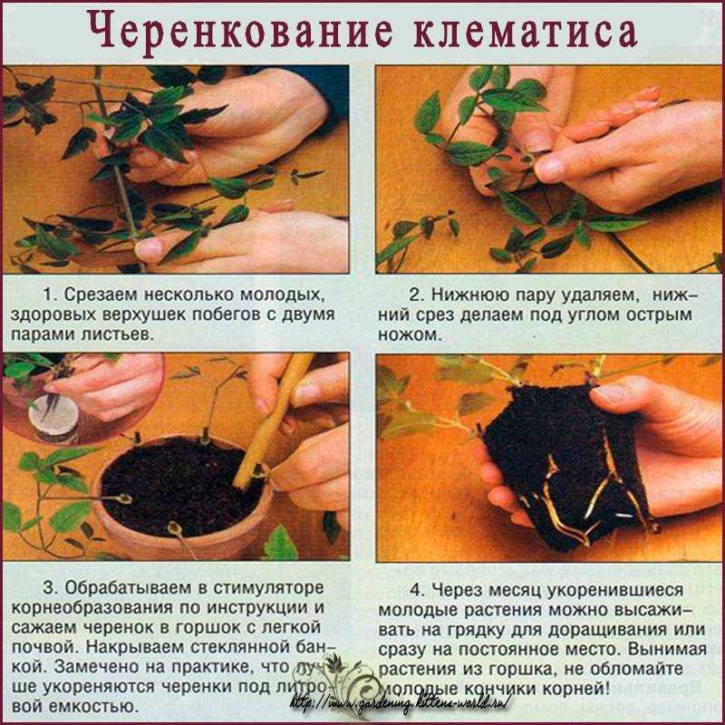Размножение клематиса (черенками, отводками, семенами)