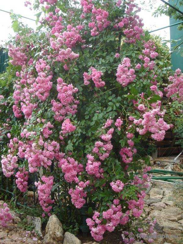 Роза супер дороти плетистая: описание розы super dorothy