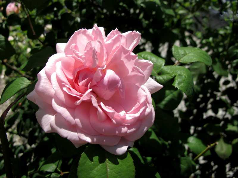 Чем уникальна парковая роза и как правильно ее вырастить на дачном участке?