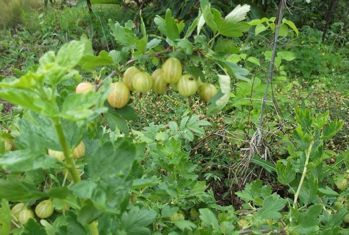 Крыжовник малахит: описание сорта и особенности выращивания