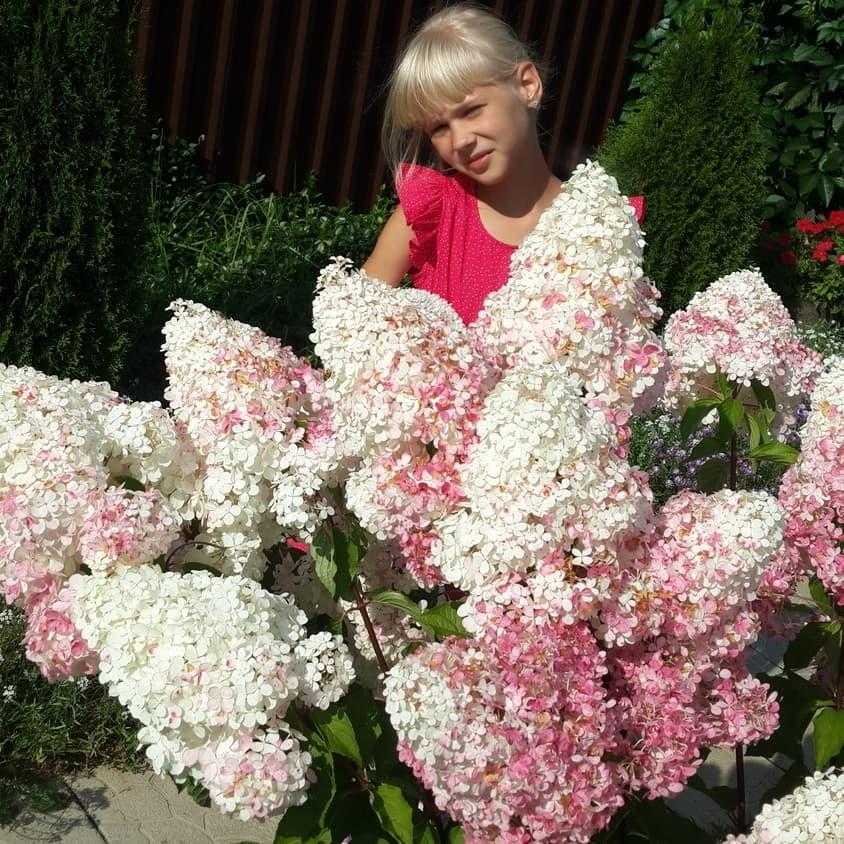 Мечтательный цветок гортензия ванилла фрейз: посадка и уход