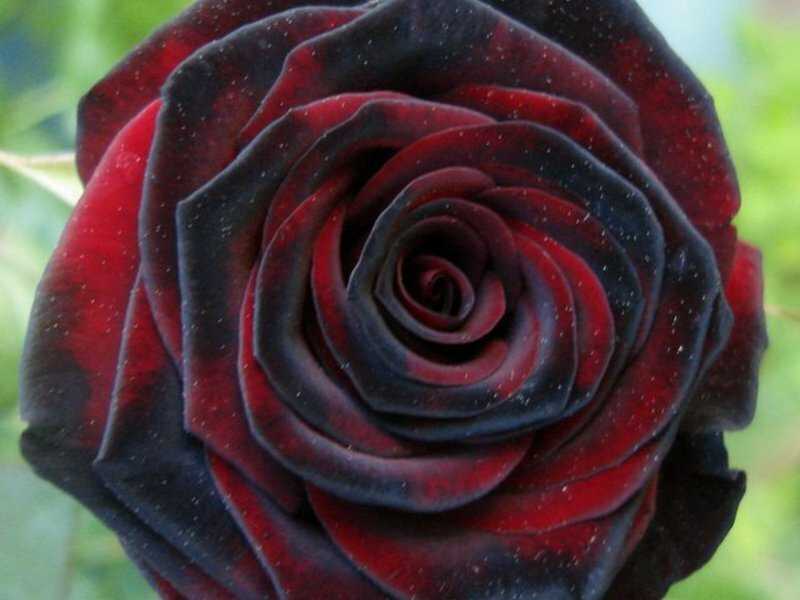 Роза черная магия: фото и описание чайно-гибридного сорта, особенности выращивания и уход
