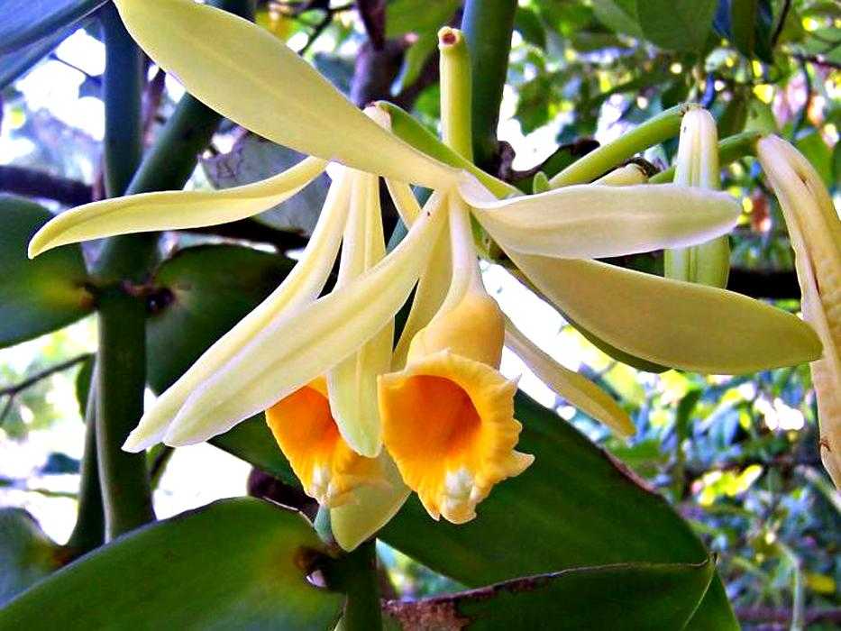 Орхидея: описание, 12 правил ухода, пересадка (фото) +отзывы