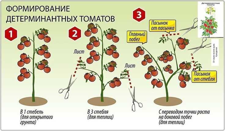 Формирование томатов в теплице и открытом грунте