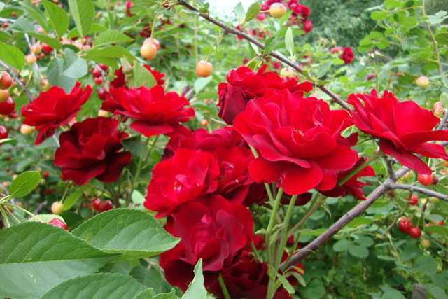 Канадские розы: описание сортов с фото, посадка и уход, особенности выращивания