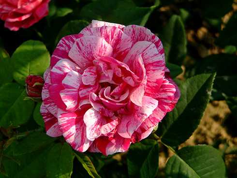 Роза парковая фердинанд пичард (ferdinand pichard): фото и описание, отзывы о сорте