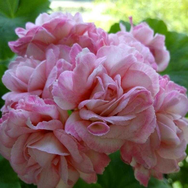 Почему пеларгонию дениз считают лучшей из розебудных сортов растения, и как ухаживать за этим цветком?