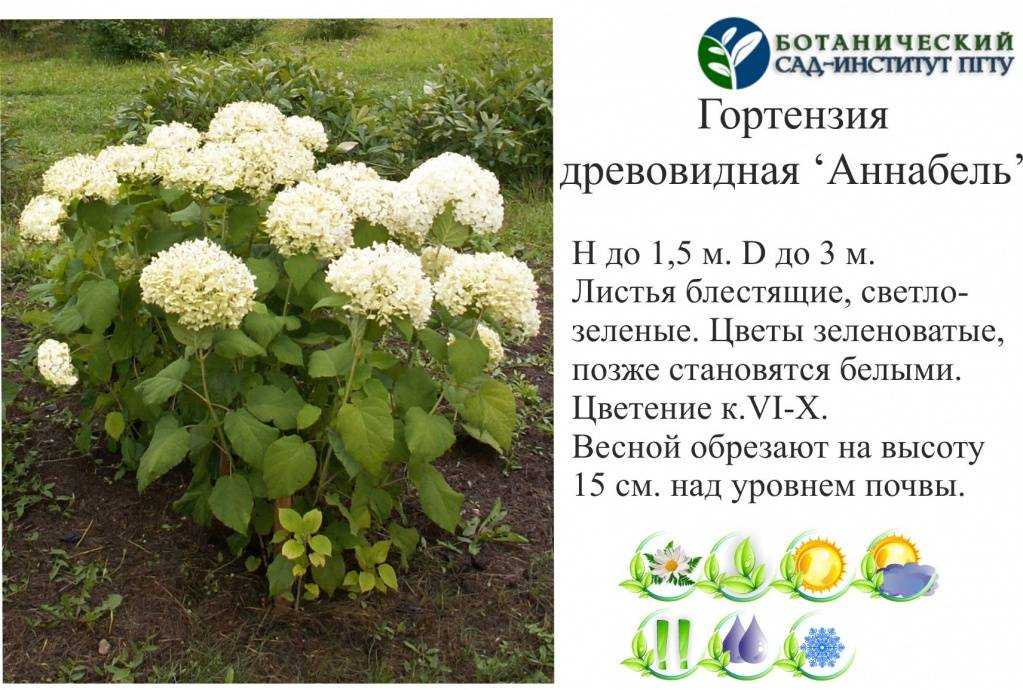 Гортензия крупнолистная или садовая (hydrangea macrophylla)