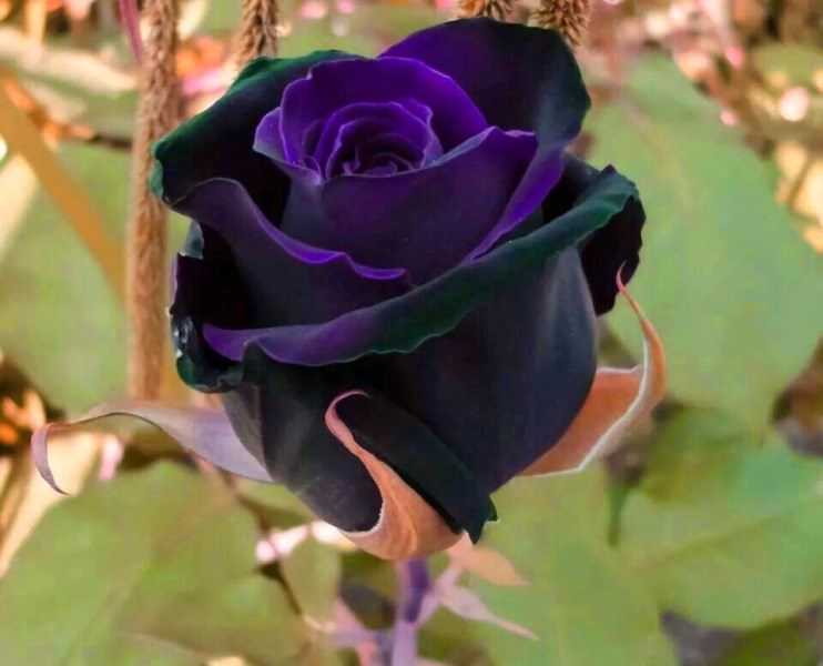 Роза чайно-гибридная черный принц: фото, описание, условия содержания