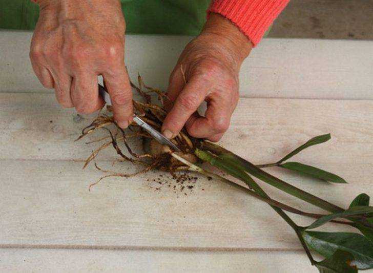 Размножение замиокулькаса: как размножить растение в домашних условиях листочками, ветками и клубнями