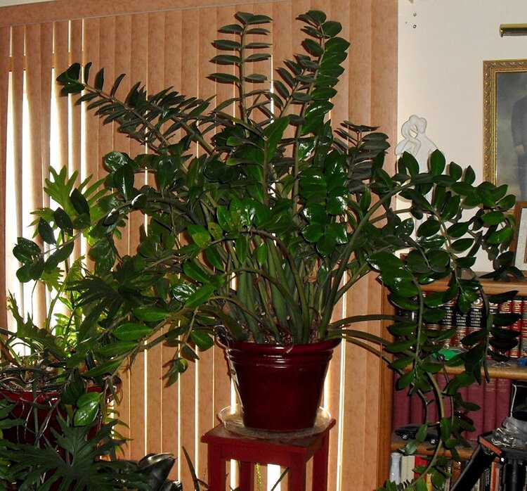 Замиокулькас — долларовое дерево