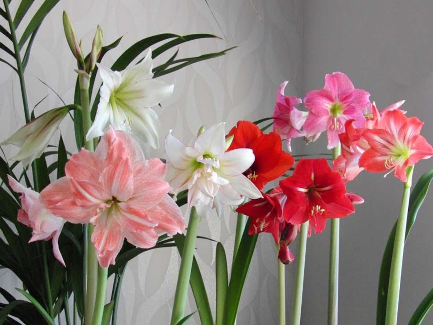 Почему не цветет цветок гиппеаструм и как заставить цвести его в домашних условиях
