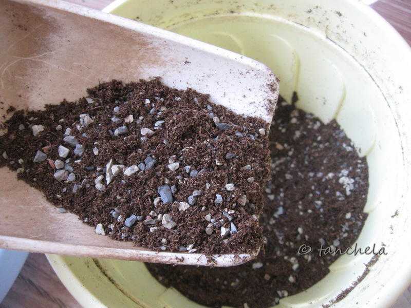 Какая почва нужна для адениума в домашних условиях: виды подбор и посадка