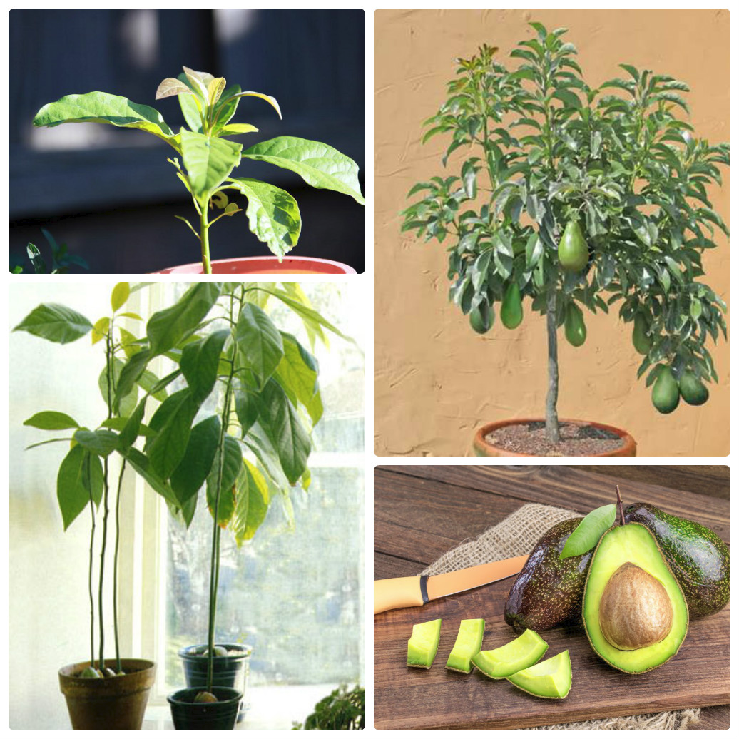 Подробные рекомендации: как вырастить авокадо из косточки и правильно ухаживать за ним  в домашних условиях