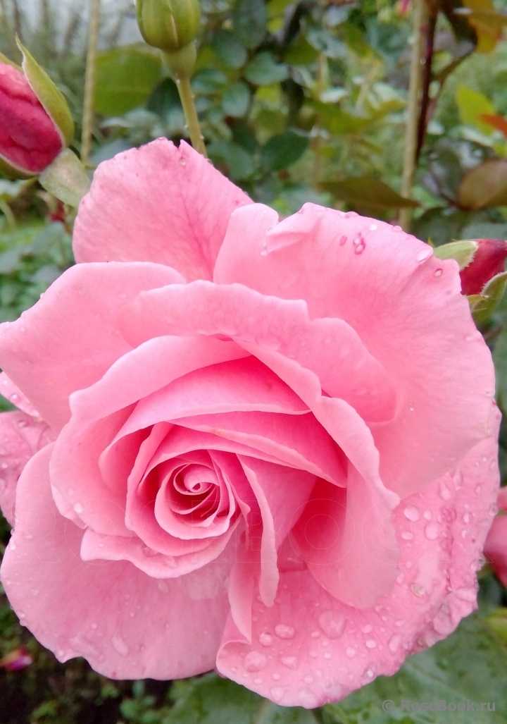 Роза «лавиния»: описание, выращивание и использование в садовом дизайне. роза лавиния описание размножение плетистой розы отводками