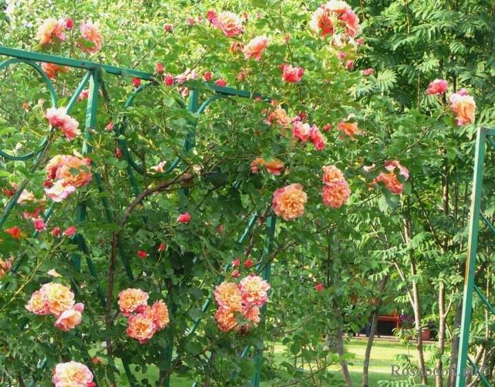Плетистая роза лоха, фото и описание