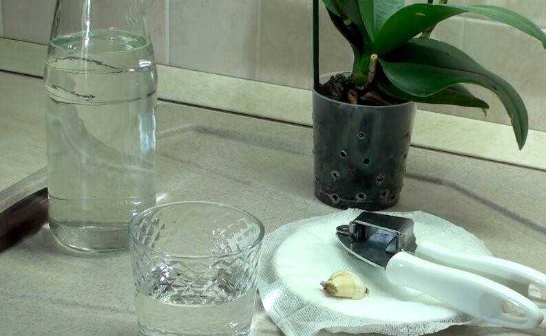 Подкормка орхидей чесноком с янтарной кислотой | садоёж
