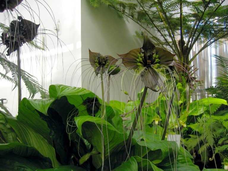 Как размножить бамбук: способы размножения, нюансы посадки, выращивание и рекомендации по уходу