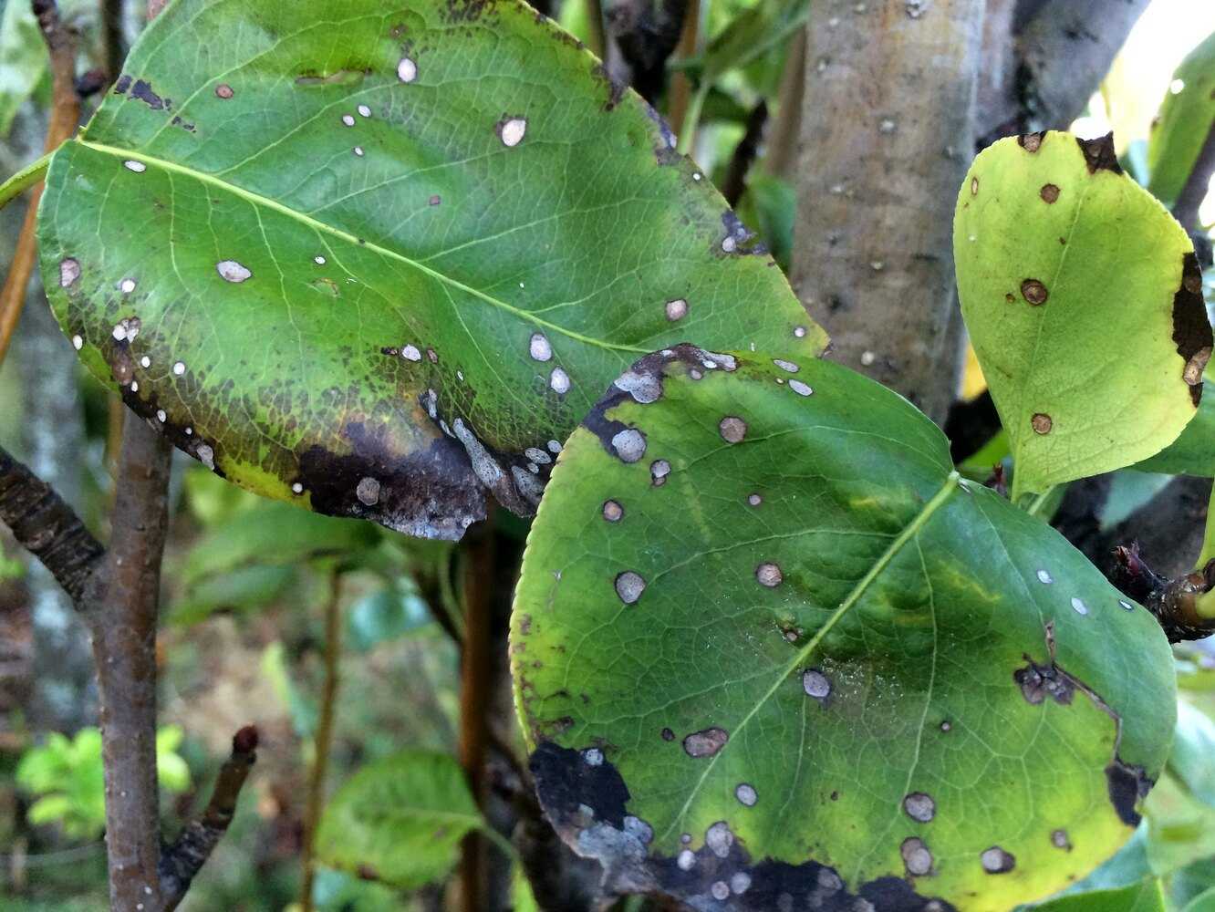 Вредители и болезни груши: борьба с ними с фото, как выглядят листья, способы лечения