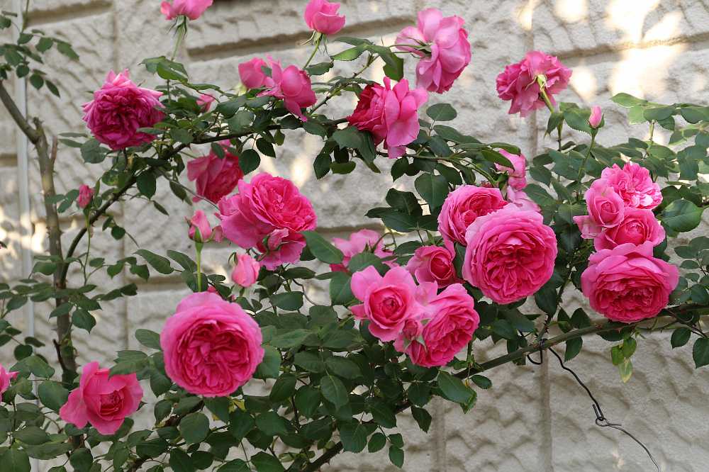 Плетистые розы — уход и выращивание