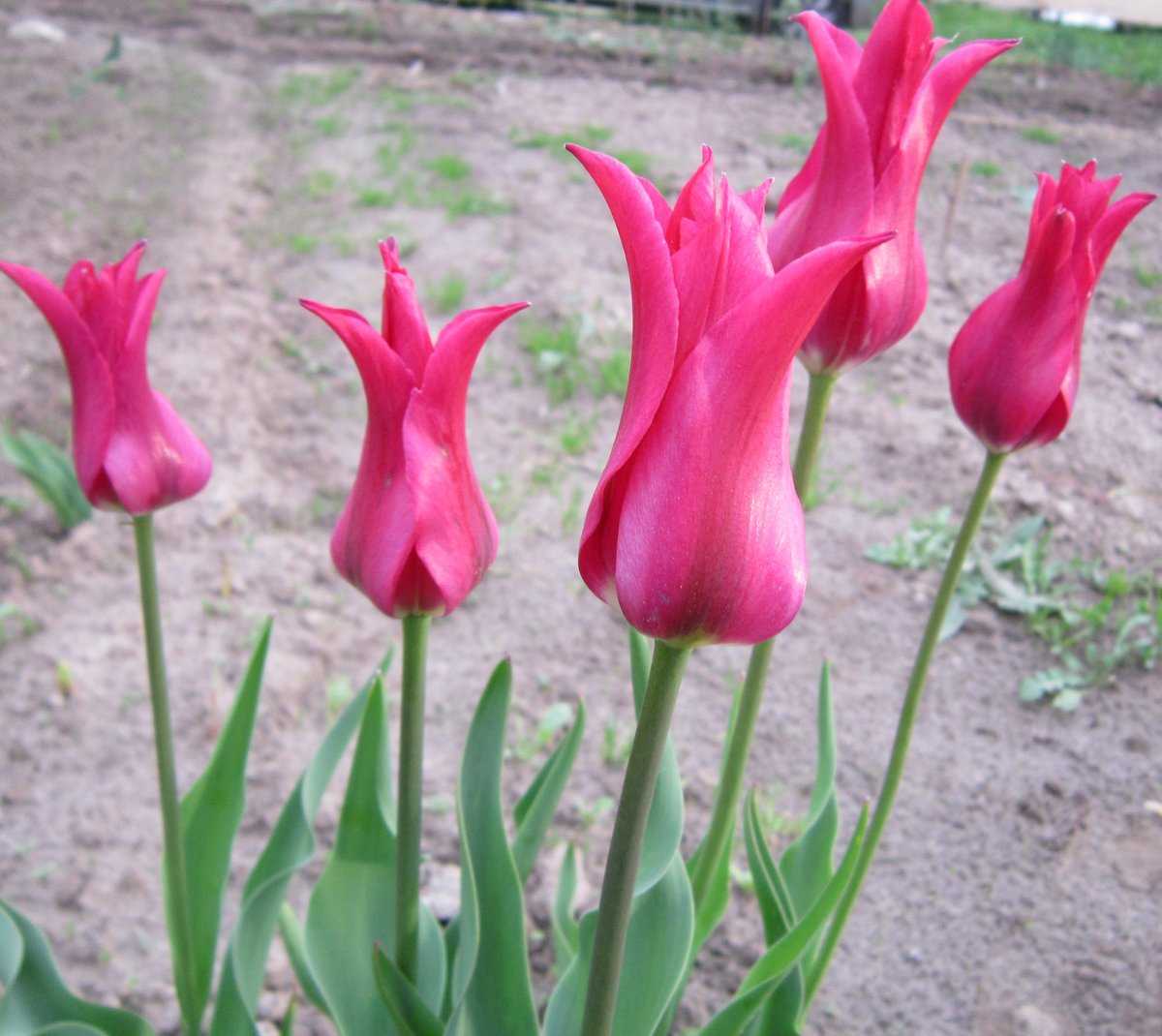 Луковицы тюльпанов: сроки выкапывания, хранение, посадка