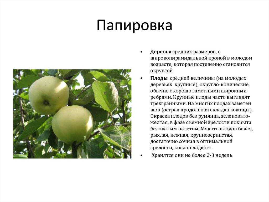Сортотип яблони «апорт»: посадка и уход, описание и фото