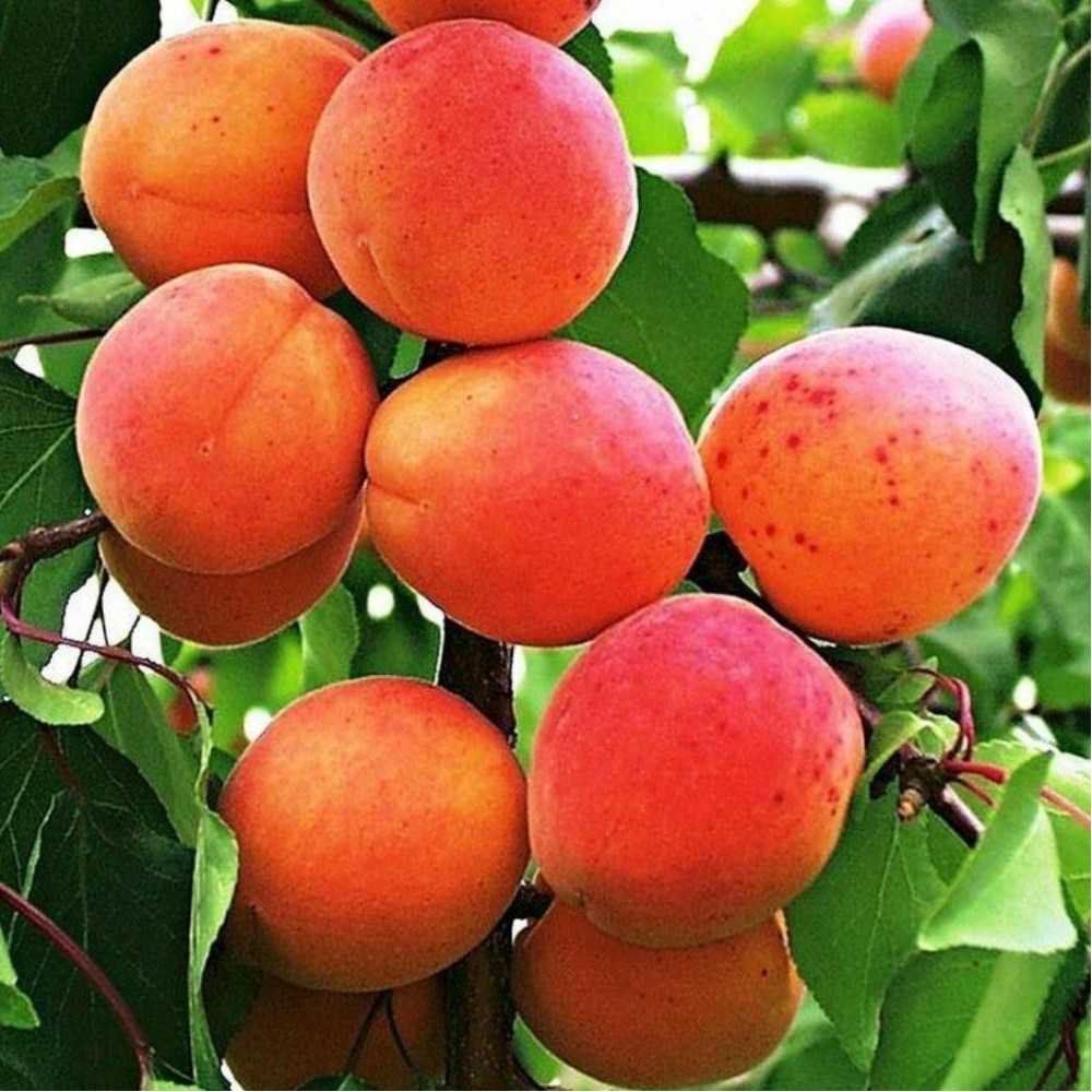 10 лучших сортов абрикосов для подмосковья - рейтинг 2020
