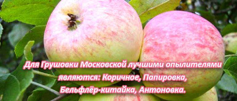 Яблоня грушовка московская: описание сорта с фото, отзывы, посадка и уход
