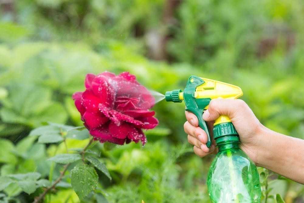 Как вовремя обнаружить трипсы на розах и других цветах и уничтожить вредителя