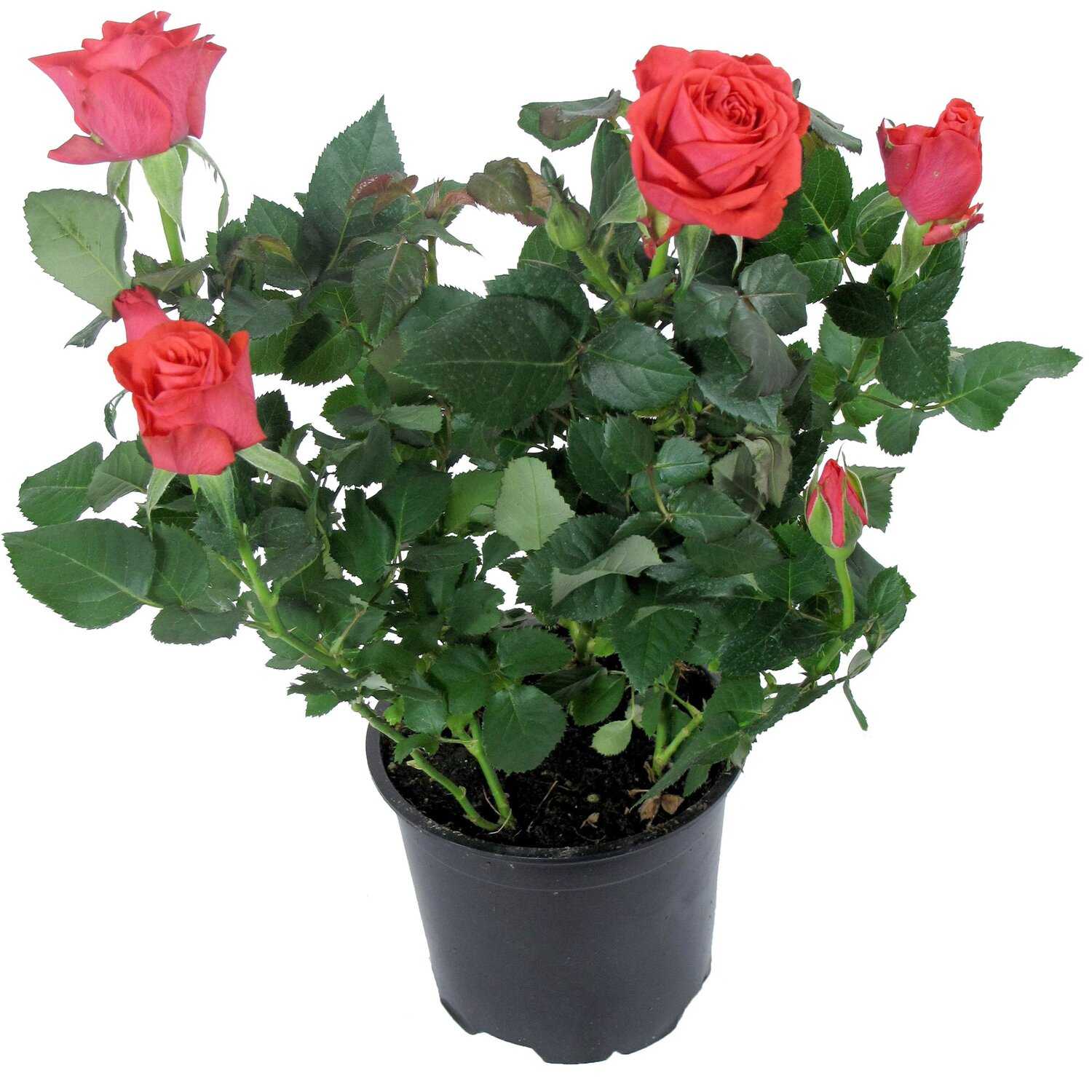 Как ухаживать за розами патио хит микс в домашних условиях и открытом грунте