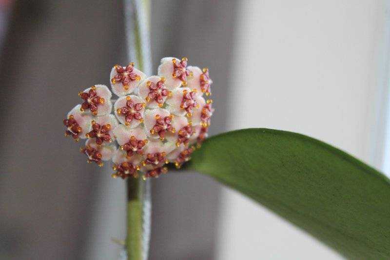Хойя керри (hoya kerrii): внешний вид с фото, особенность вариегатного сорта, правила ухода за цветком в домашних условиях, советы по выращиванию растениядача эксперт