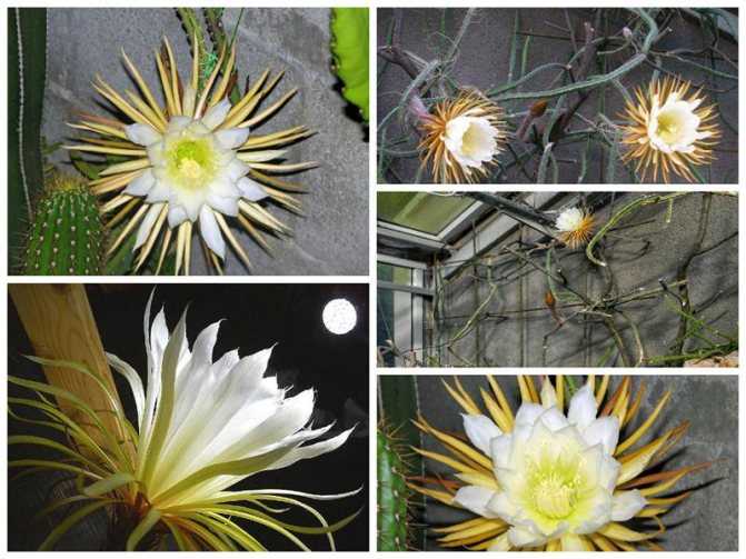 Сообщение о кактусе - описание, характеристика и интересные факты о растении