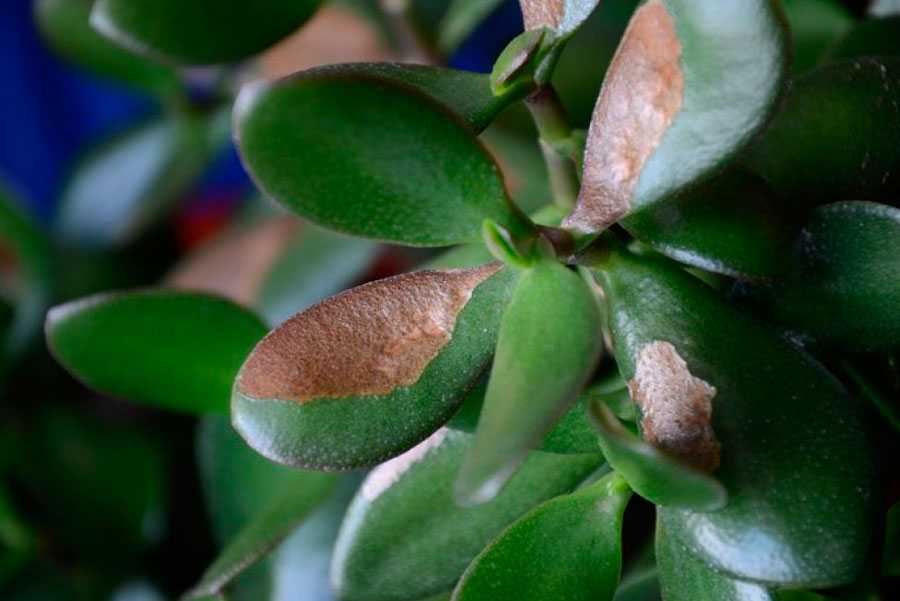 Почему у толстянки опадают листья: причины и лечение, что делать и как спасти растение