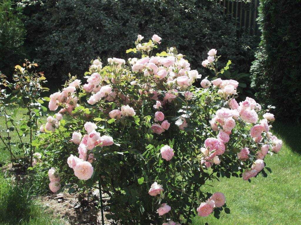 Канадские розы — лучшие сорта, посадка и уход в открытом грунте