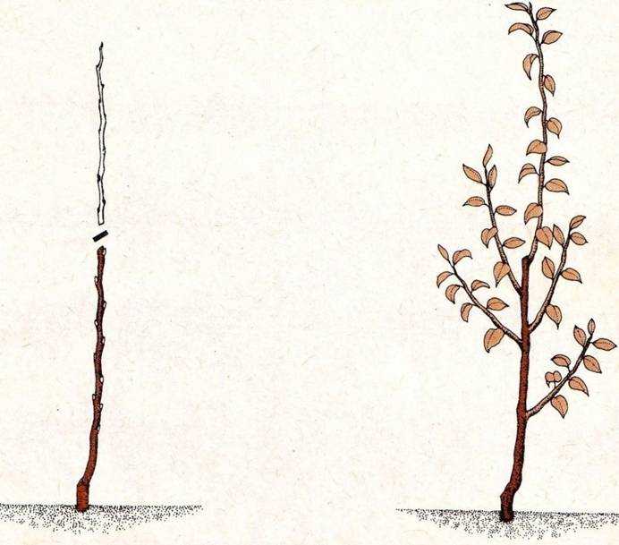 Как посадить грушу весной и осенью – пошаговое руководство
